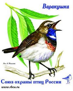 варакушка- птица года